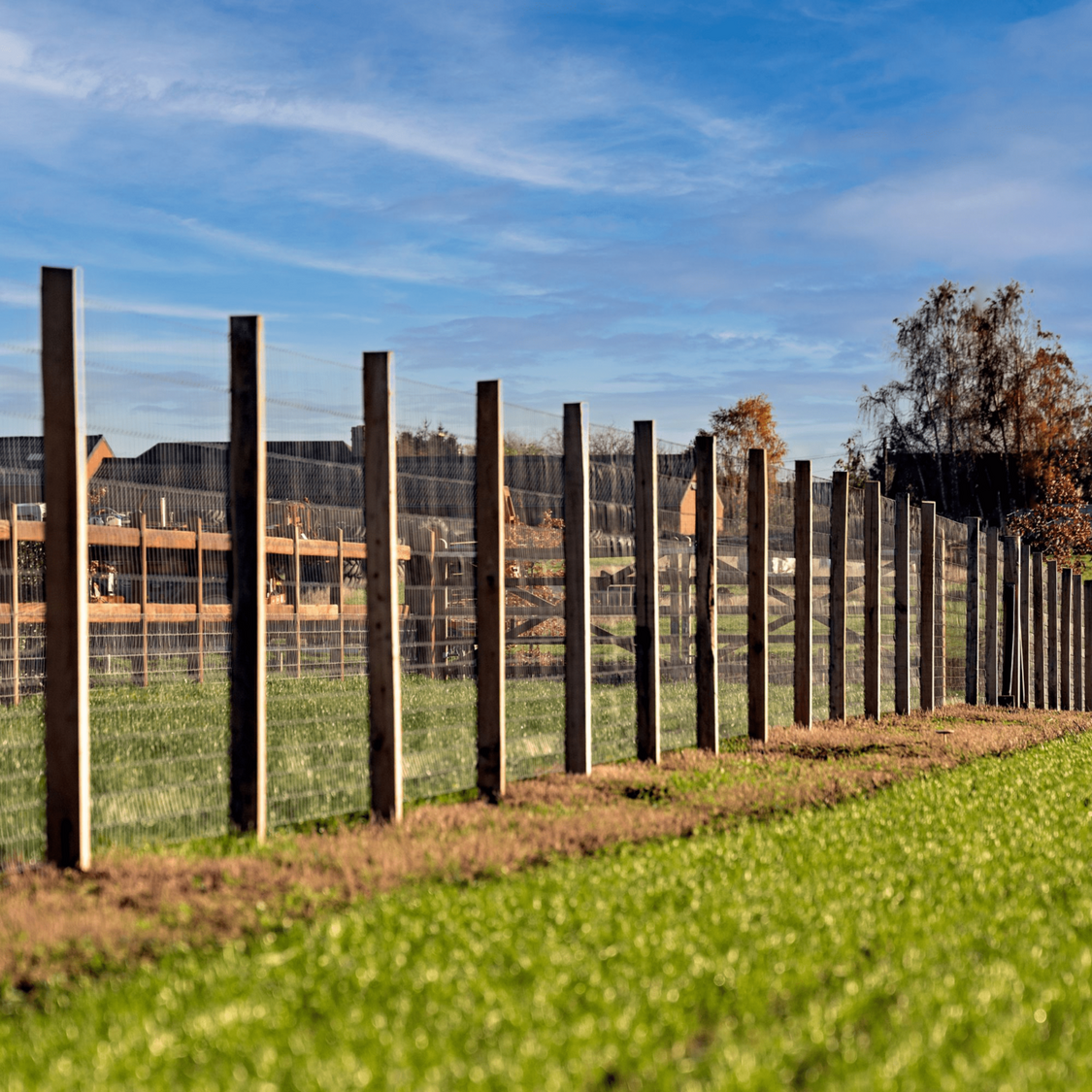 Robinia paal, vierkant gezaagd, duurzaamheidsklasse 1-2, ideaal voor langdurig buitengebruik